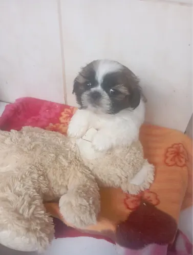 Shuhtzo macho