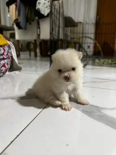 Filhotes de Spitz alemão (Lulu da pomerania)