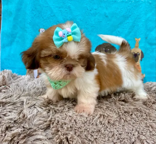 Shih tzu machos