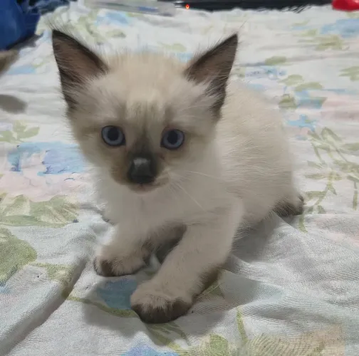 Gatinho siamês disponível