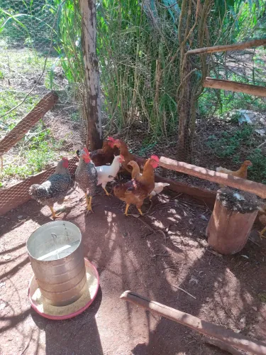 Galinha poedeira e frangos