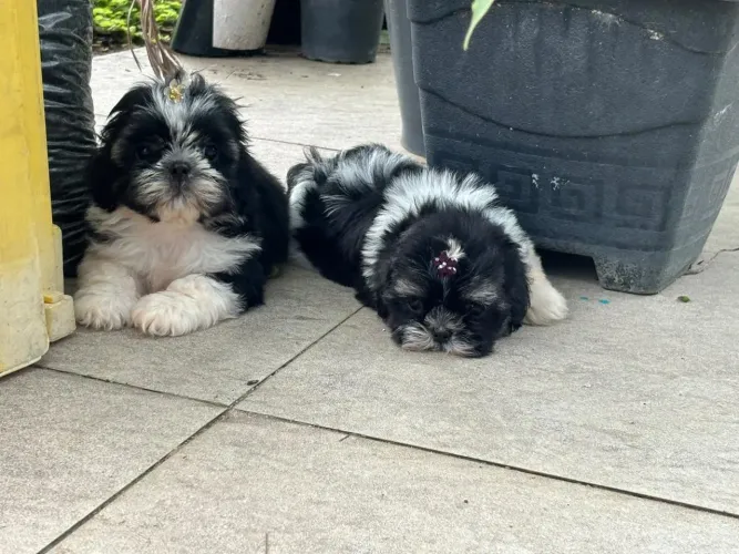 Filhotes de shih Tzu 