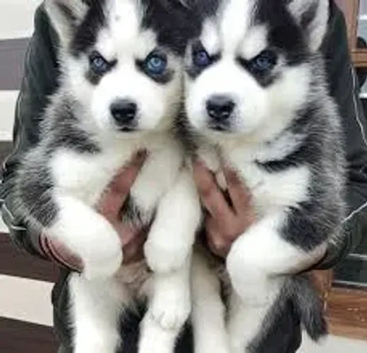 Husky siberiano  