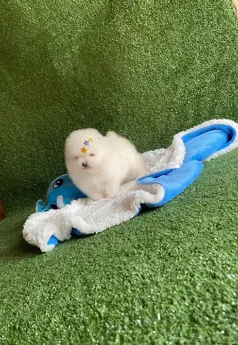 Lulu da pomerania branco anao 