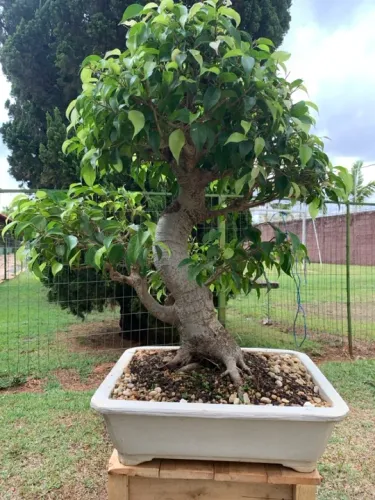 Bonsai Ficus Benjamina 20 anos