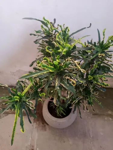CROTON PARAFUSO VERDE E AMARELO
