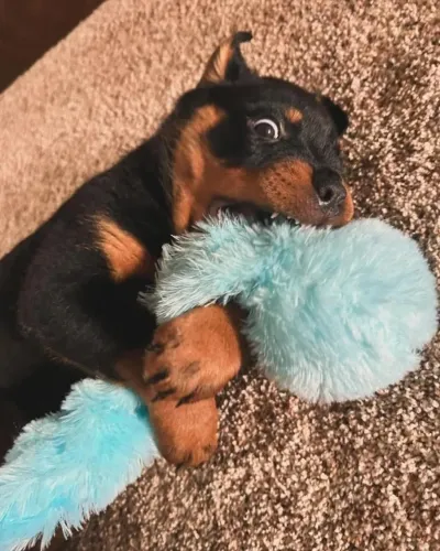 Filhotes de Rottweiler | Beleza e simpatia garantidas