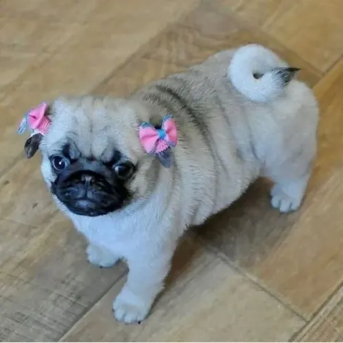Pug abricot femea black macho venha ver