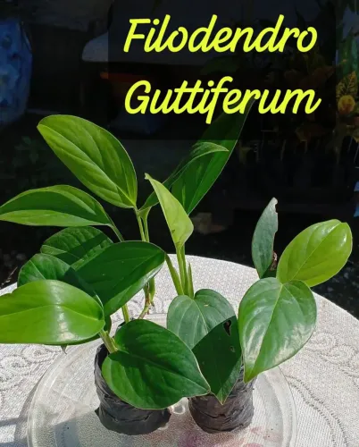 1 muda de Filodendro Guttiferum 