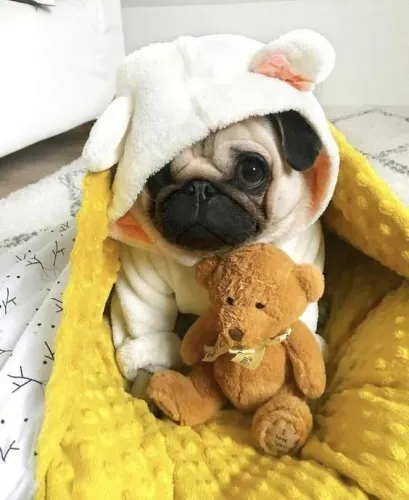 Filhotes de Pug | Leve alegria para casa hoje!