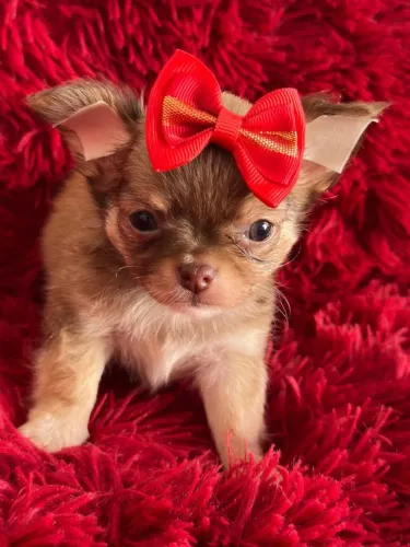 Chihuahua menina pelagem longa Choco Sablê 50 dias