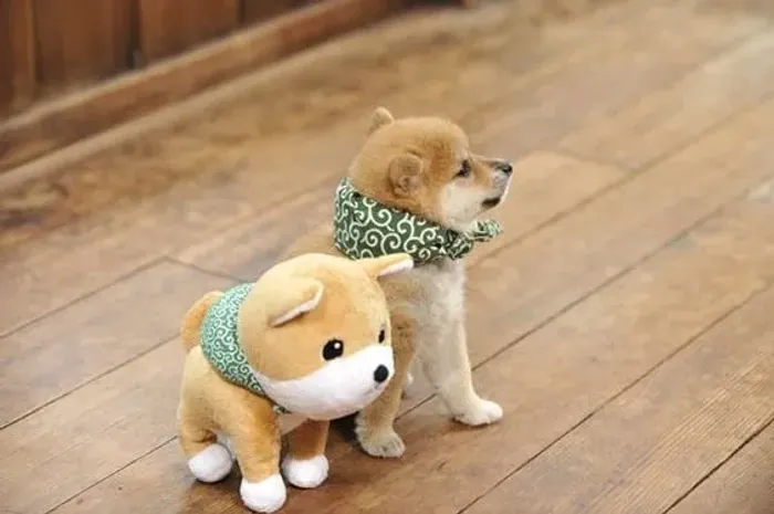 Adoráveis Filhotes de Shiba Inu à Venda! ?