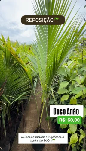 Muda de Coco Anão