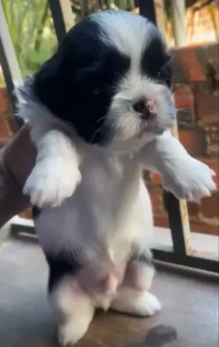 Shitzu