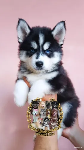 Filhote de Husky siberiano macho super Wolly