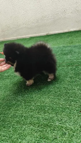 Fêmea Black Lulu da pomerânia mini
