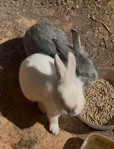 Casal de coelhos 