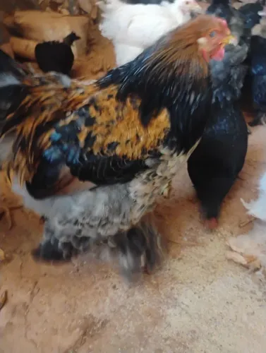 FRANGOS BRAHMA 