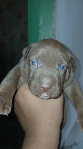 Pitbull filhote 
