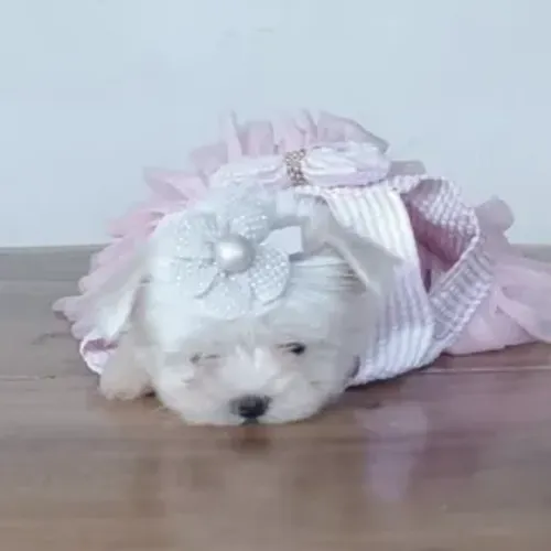 Maltês femeazinha mini linda