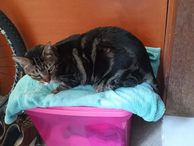 Doa se um gato