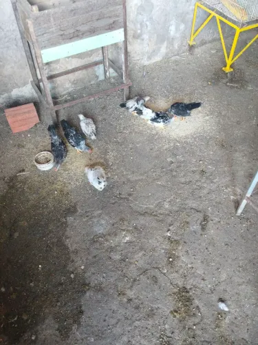 Vendo casais de pintos da raça nagasaki