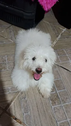 Poodle toy porte pequeno 