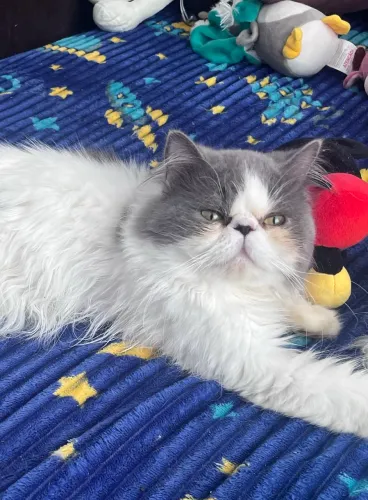 Gato Persa Adulto 
