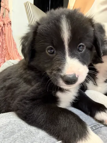 Filhote border collie