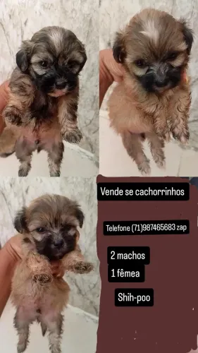 Cachorrinho