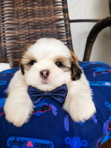 Filhote shih tzu macho - vacinado 1° dose importada- Pronto para conhecer sua nova família