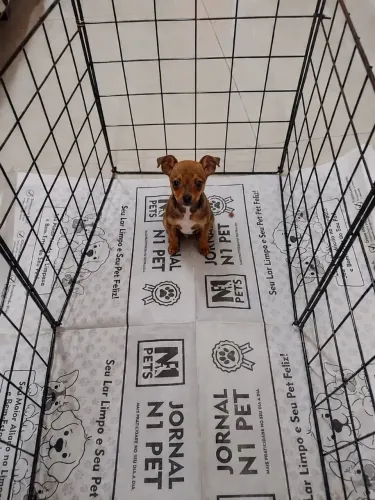 Machinho de pinscher miniatura zero não cresce!