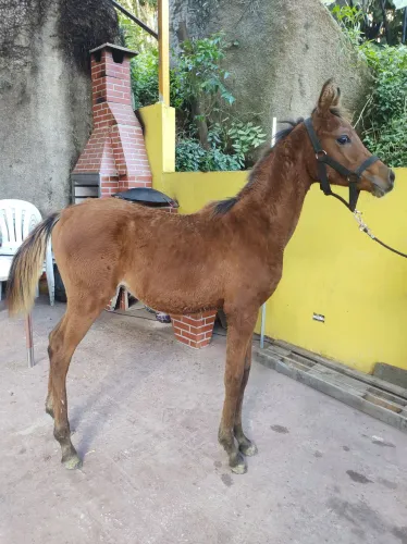 Potro puro sangue, o melhor preço da olx