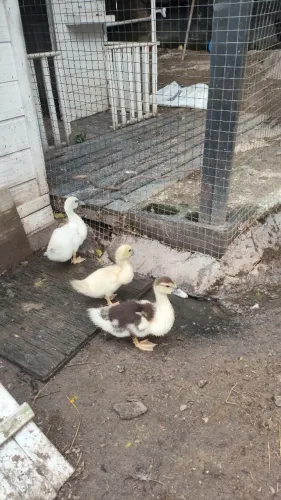 Patos