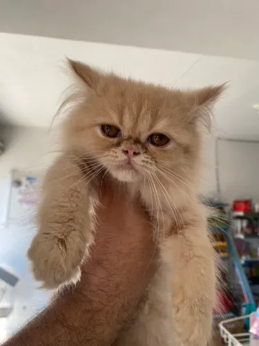 Filhotes de gato persa