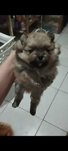 Lulu da Pomerânia anão