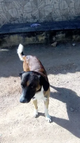 Cão para adoção 