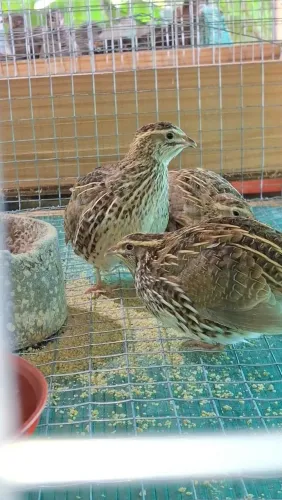 Codornas japonicas (venda acima de 5 unidades)