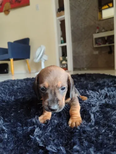 Filhotes Dachshund 