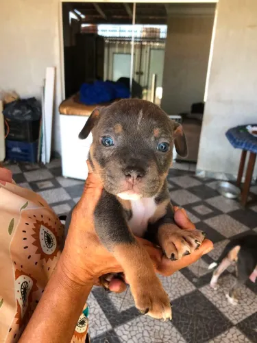 Vende se filhotes de american bully standart 
