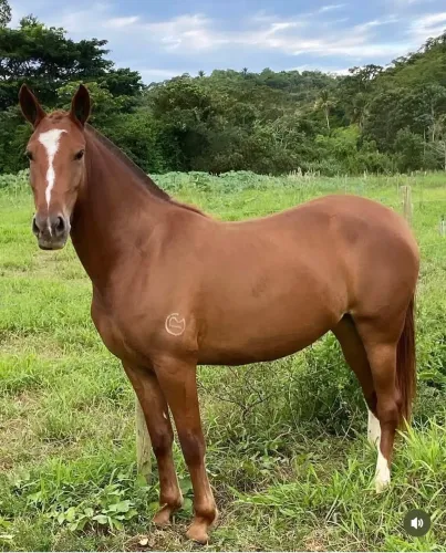 Égua Mangalarga Marchador registrada