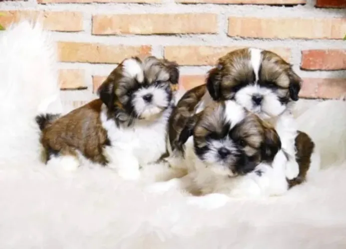Shih tzu adoravel, perfeito para ambientes internos 
