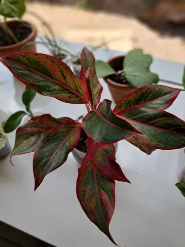 Planta
