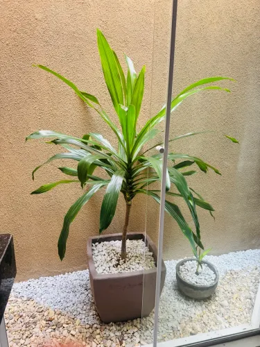 Plantas / jardinagem e paisagismo
