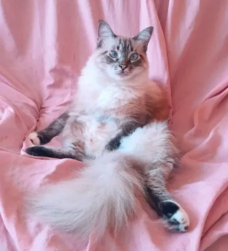 Doando gato macho castrado