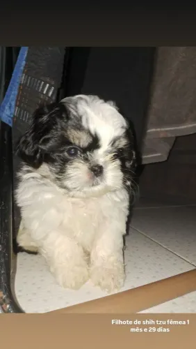 Filhote de shih tzu