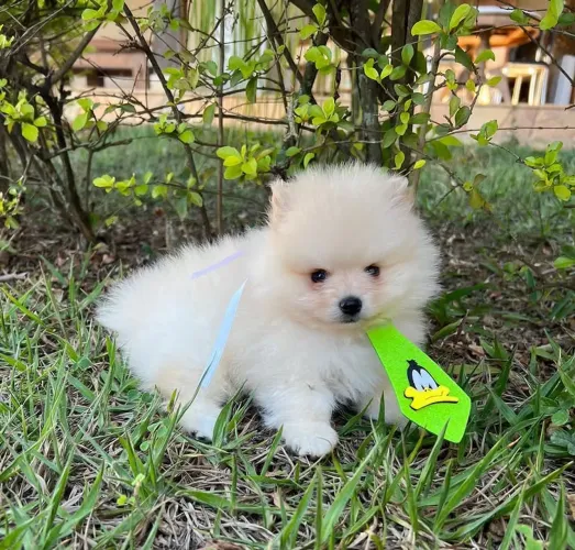 Lulu-da-pomerânia