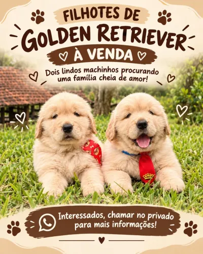 Golden Retriever