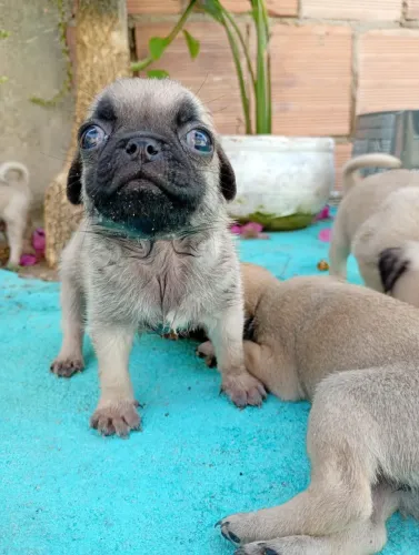 Filhote de PUG Fêmea.