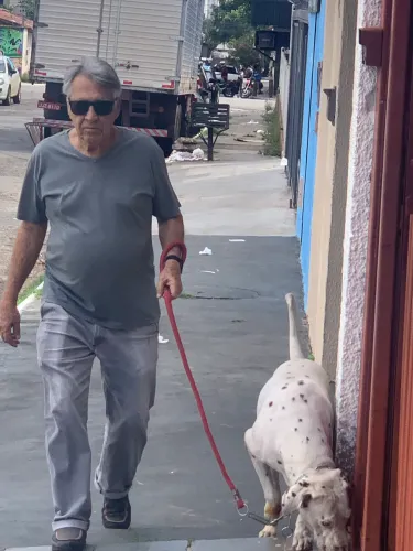 Cachorro dálmata para doação 